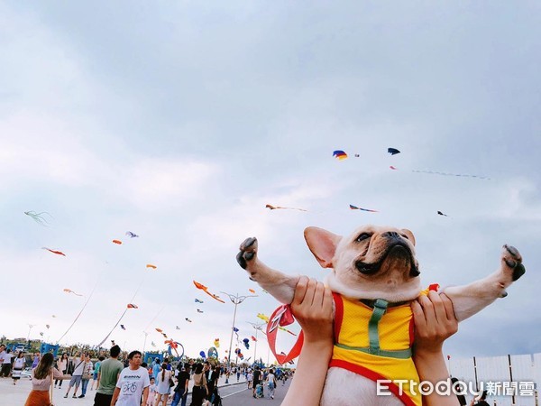 ▲豆哥第一次參加國際風箏節。（圖／記者楊喬詅攝）
