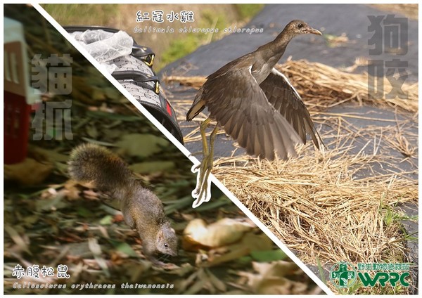 ▲野生動物「被貓狗叼走」沒機會回爸媽身邊　急救站養大助返野外。（圖／翻攝自Facebook／野生動物急救站）