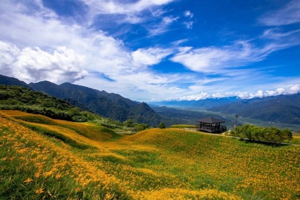 ▲▼花蓮六十石山金針花。（圖／野旅行授權提供）