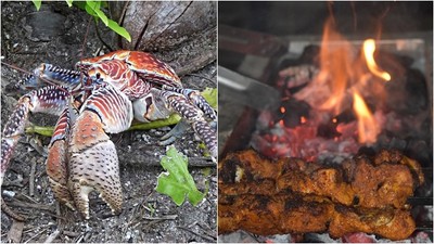 烤肉中途「食材自己跑來」！50隻椰子蟹入侵露營地…來加菜的？