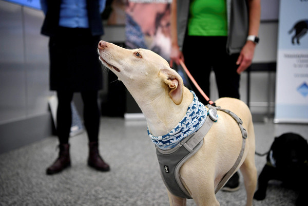 ▲芬蘭出動訓練有素的狗狗來識別可能感染新冠病毒的旅客。圖為進駐赫爾辛基機場的檢測犬凱西( K`ssi)。(圖／達志影像／美聯社)