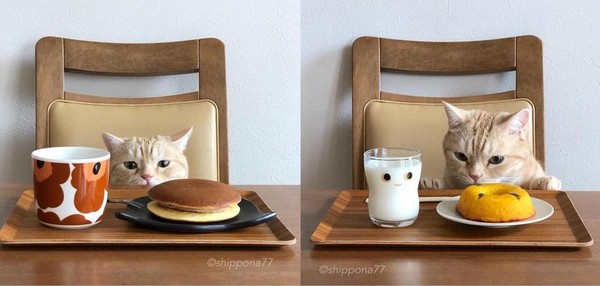 名為「茶太郎」的貓咪，總是喜歡盯著人類的餐桌看，眼神似乎有些哀怨。（翻攝自IG／shippona77）