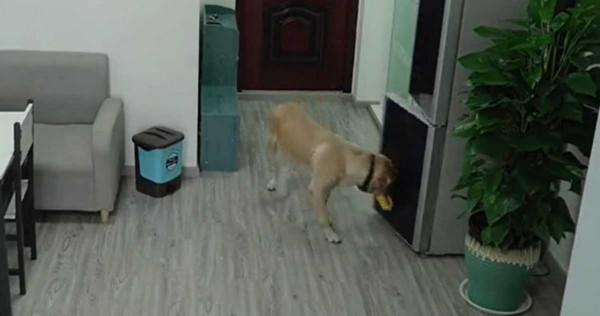 狗狗用鼻子關冰箱門。（圖／我和基友的日常微博）