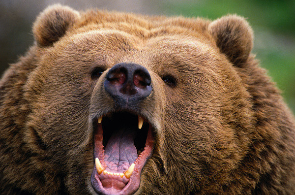 ▲▼熊,灰熊,grizzly bear,示意圖。（圖／視覺中國）
