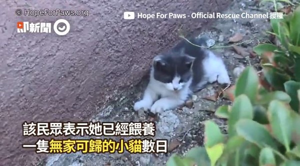 ▲▼流浪小貓。（圖／即新聞／Hope For Paws - Official Rescue Channel提供）