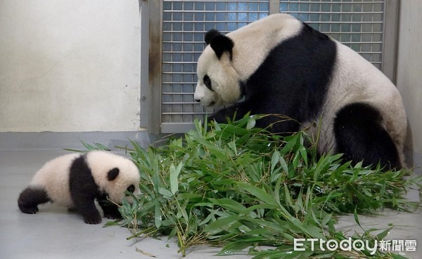 貓熊寶寶圓寶、水獺寶寶莎夏。（圖／台北市立動物園提供）