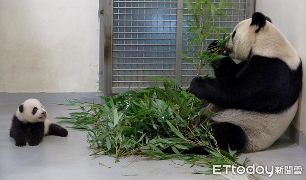 貓熊寶寶圓寶、水獺寶寶莎夏。（圖／台北市立動物園提供）