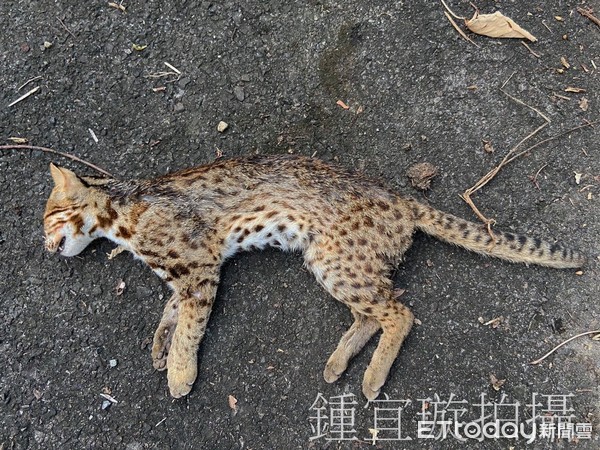 ▲石虎遭浪犬撕咬亡「附近滿地廚餘飼料」　他心痛：餵養就是幫兇。（圖／貓徑地圖王小明授權使用／鍾宜璇拍攝）（圖／貓徑地圖王小明提供）