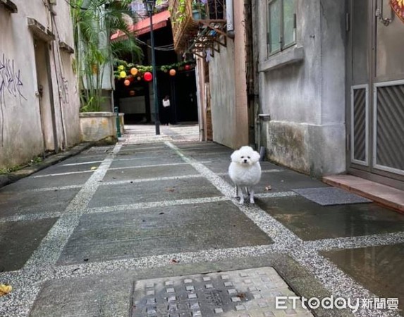 ▲巷口驚見「圓滾小棉羊」！還會汪汪叫　騙過超多路過阿姨。（圖／網友Zoe Sou提供，請勿隨意翻拍，以免侵權。）