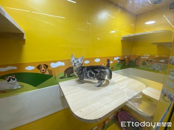 ▲▼東森寵物雲商店擁有優質的寵物住宿環境。（圖／東森寵物雲商店）