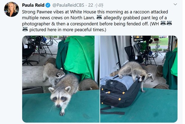 ▲CBS記者芮德在推特上說：一群浣熊在白宮草坪「攻擊了多名新聞工作人員」。(圖／翻攝自Paula Reid推特)