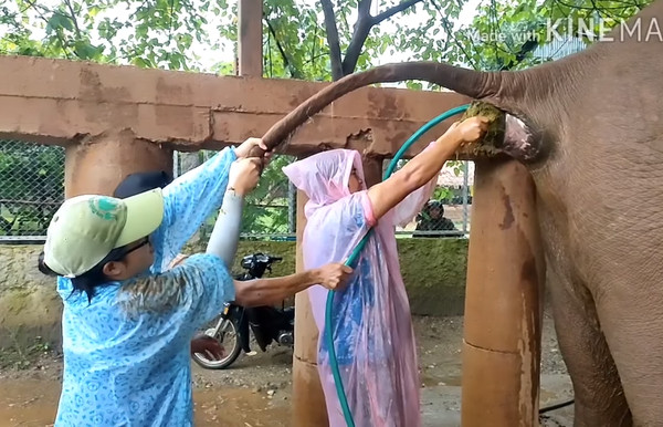 獸醫被大象噴糞便。（圖／翻攝自臉書Samui Elephant Sanctuary）