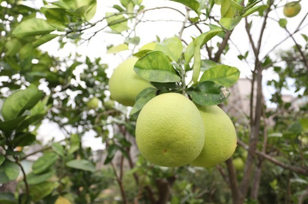 ▲楊梅區「柚子公園」保留原有柚子園，秋節前後可見柚子樹上結實纍纍的一顆顆柚子。（圖／工務局提供）