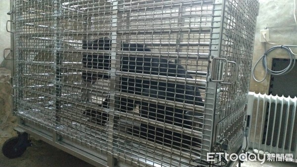 ▲▼中套索的台灣黑熊在低海拔試驗站隔日恢復狀況良好。（圖／特生中心提供）