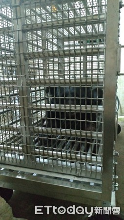 ▲▼中套索的台灣黑熊在低海拔試驗站隔日恢復狀況良好。（圖／特生中心提供）