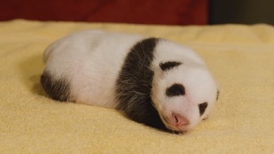 一月大熊貓寶寶「捲成毛球」　動物園曬照萌翻網友：就像小天使