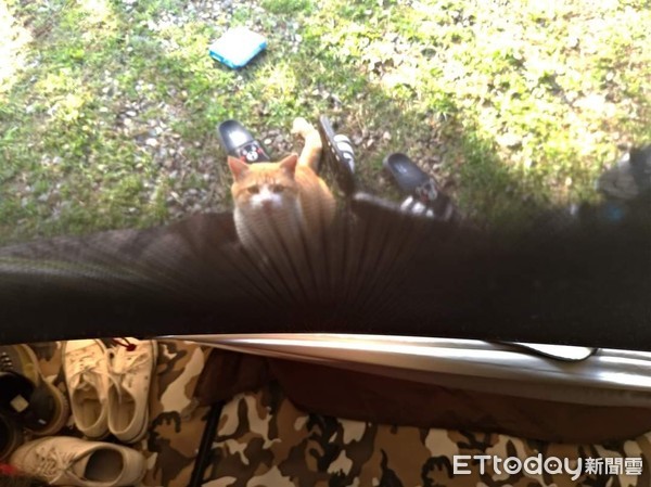 ▲貓咪在帳篷外曬太陽。（圖／網友蘇雅玲提供）