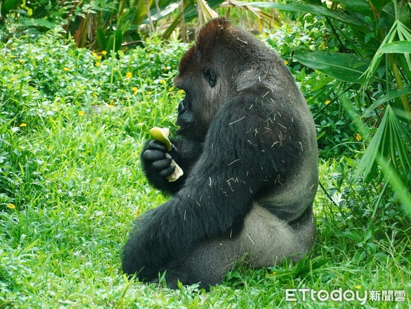 金剛猩猩吃柚子。（圖／台北市立動物園提供）
