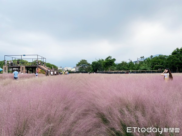 ▲南投粉芒園,粉黛亂子草。（圖／記者陳涵茵攝）