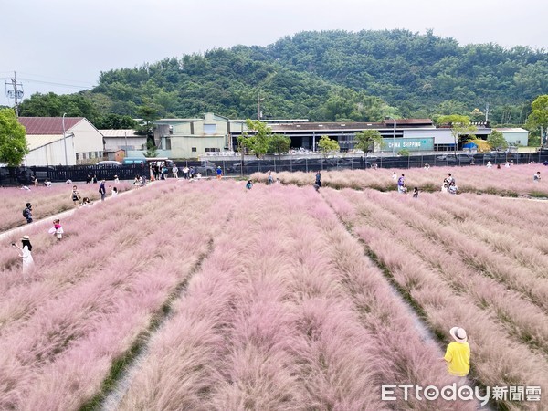 ▲南投粉芒園,粉黛亂子草。（圖／記者陳涵茵攝）