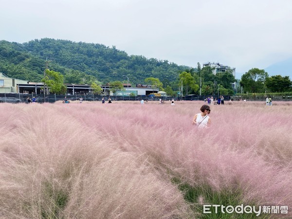 ▲南投粉芒園,粉黛亂子草。（圖／記者陳涵茵攝）