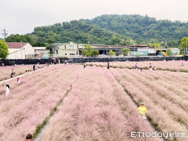 ▲南投粉芒園,粉黛亂子草。（圖／記者陳涵茵攝）