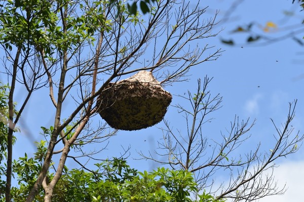 ▲▼攻擊性強的黑腹虎頭蜂及高懸於枝頭上蜂巢。（圖／林業試驗所提供，下同）