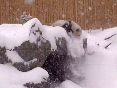 超萌貓熊愛玩雪，已沒人可以阻止牠了