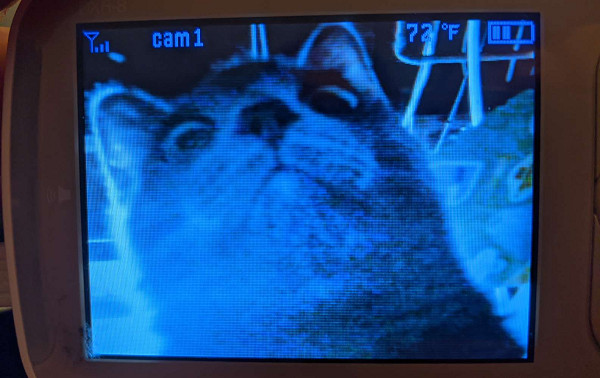 ▲▼飼主抓包偷吃從攝影機大喊　藍貓逼近鏡頭「俯視怒瞪」：兇能家？（圖／翻攝自Reddit：＠u/random_tant）