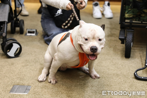 ▲民進黨召集寵物業者、飼主召開「美國惡霸犬:我很醜但我很溫和」記者會。(圖/記者林敬旻攝) ▲民進黨召集寵物業者、飼主召開「美國惡霸犬:我很醜但我很溫和」記者會。(圖/記者林敬旻攝)