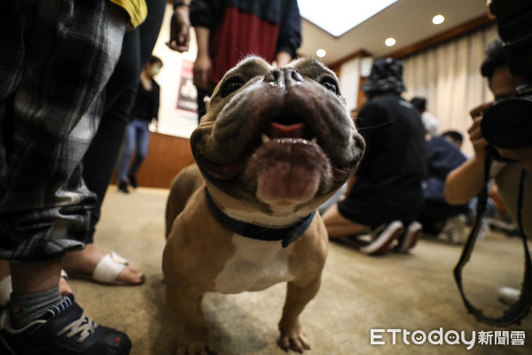 ▲民進黨召集寵物業者、飼主召開「美國惡霸犬：我很醜但我很溫和」記者會。（圖／記者林敬旻攝）