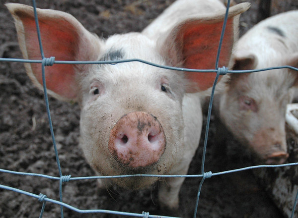 ▲美國研究指出，出現在豬隻身上的冠狀病毒，可能就人類健康構成威脅。（圖／取自免費圖庫Flcikr）