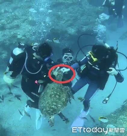 ▲潛水教練帶學員小琉球潛水，與女學員餵食海龜被送辦             。（圖／第5岸巡隊提供）