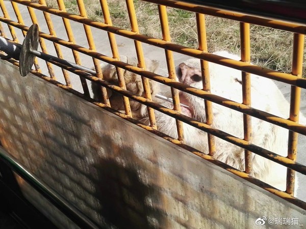 ▲▼上海野生動物園發佈消息從10月18日起，猛獸區（車入區）暫停開放。（圖／翻攝微博、上海野生動物園）