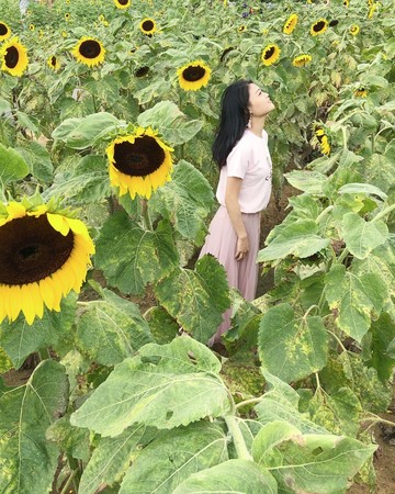 ▲桃園觀音區「向陽農場」也粉黛亂子草也進入花期。（圖／網友clarahsuhappy提供，請勿隨意翻拍，以免侵權）