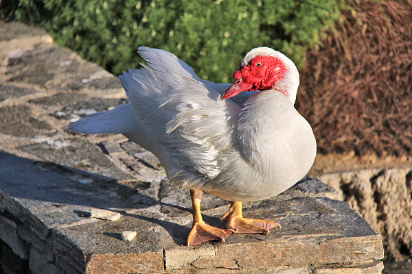 ▲▼紅面番鴨,赤面鴨,Muscovy duck,鴨。（圖／視覺中國）