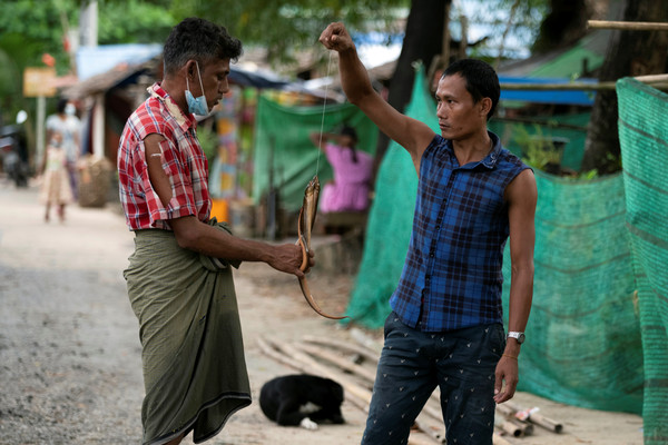 ▲▼ 新冠肺炎疫情衝擊，緬甸部分人民要靠吃老鼠蛇類過活。（圖／路透）