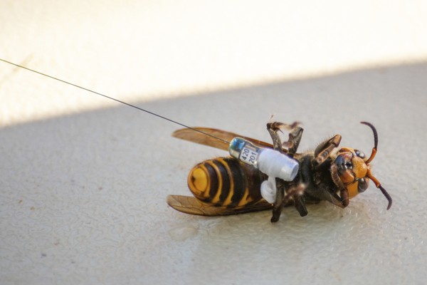 ▲研究人員使用一種「新型誘捕器」，安裝在大黃蜂的身上，隨後成功追蹤到其蜂巢。（圖／達志影像／美聯社）▲在一處私有的土地上，研究人員發現其中一棵樹的空洞，就是大黃蜂的巢穴。（圖／達志影像／美聯社）