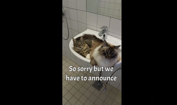 ▲貓擠在洗手台。（圖／翻攝自Facebook／Ｍissenell）