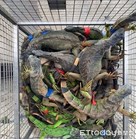 ▲屏東縣政府捕抓到的綠鬣蜥             。（圖／屏東縣政府農業處提供）