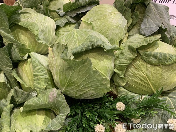 ▲西螺鎮農會帶來各種高麗菜料理，其中「高麗菜封肉」是國人最經典的古早味。（圖／記者蔡佩旻攝）