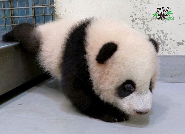 ▲「圓寶」最近開始享受「日光浴」。（圖／臺北市立動物園提供）