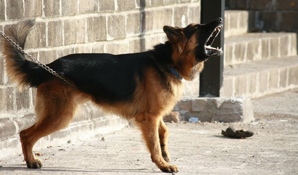 ▲狗狗有「顧門現象」易打擾鄰居？　4步驟讓牠不再亂吠。（示意圖／取自免費圖庫Pixabay）