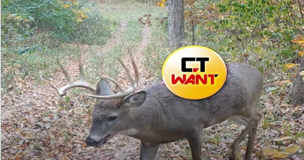 美國伊利諾州竟然真的出現了一隻「喪屍鹿」。(圖/翻攝自whiskeyriff.com)