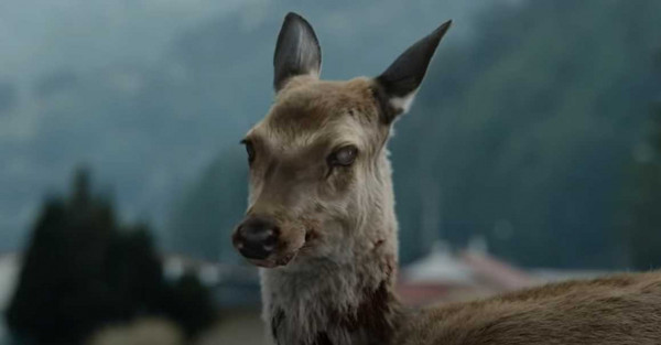 南韓電影《屍速列車》中，一頭感染「殭屍病毒」的鹿雖然被撞死，仍然爬起行走。（圖／翻攝自電影畫面）