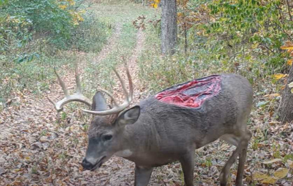美國伊利諾州竟然真的出現了一隻「喪屍鹿」。(圖/翻攝自whiskeyriff.com)
