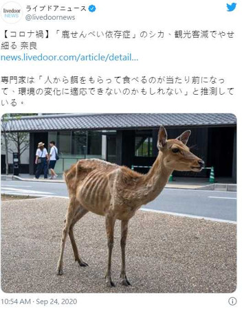 觀光客沒來「瘦成皮包骨」,奈良鹿出現鹿餅成癮症。(圖/翻攝自@livedoornews Twitter)