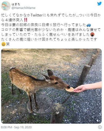 觀光客沒來「瘦成皮包骨」，奈良鹿出現鹿餅成癮症。（圖／翻攝自@HamachiMame Twitter）