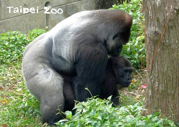 ▲金剛猩猩D`jeeco迪亞哥（公）」和「Tayari（母）。（圖／台北市立動物園提供）