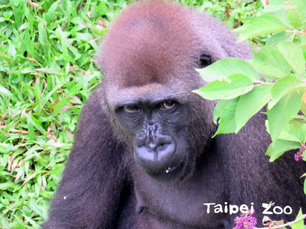 ▲金剛猩猩D`jeeco迪亞哥（公）」和「Tayari（母）。（圖／台北市立動物園提供）
